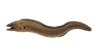 Murena